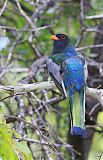 Elegant Trogon